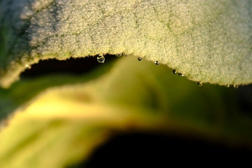 葉にぶら下がる真ん丸な水滴の写真