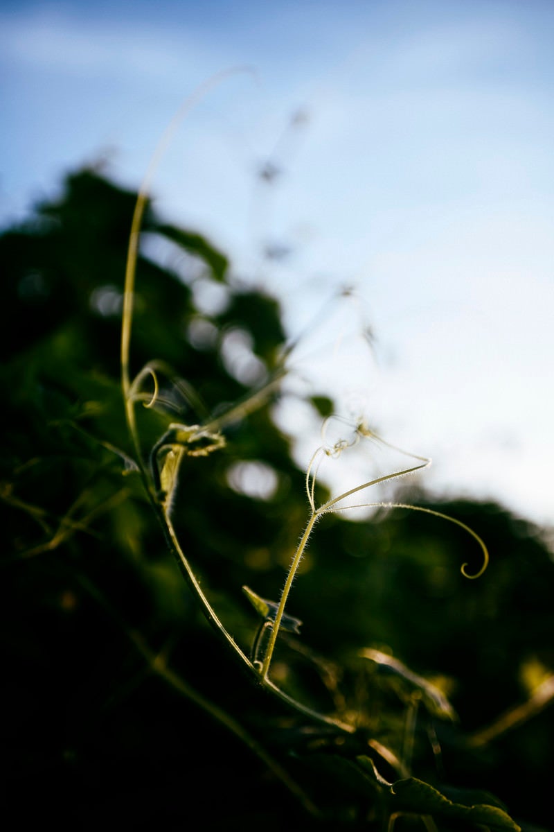 「踊るように伸びる葛の蔦」の写真