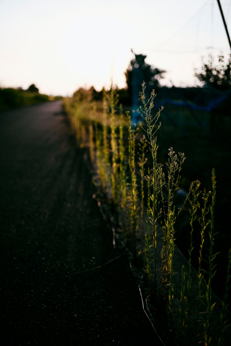 「農道わきに一列に並ぶ草」の写真