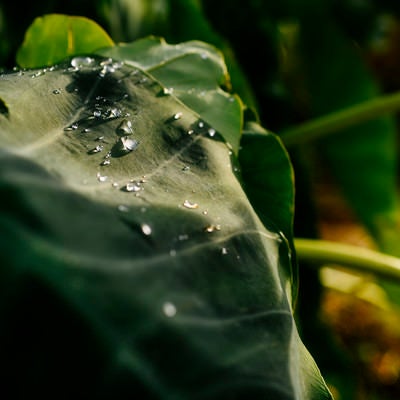 里芋の葉の上で輝く水滴の写真