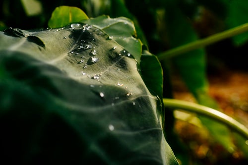 里芋の葉の上で輝く水滴の写真