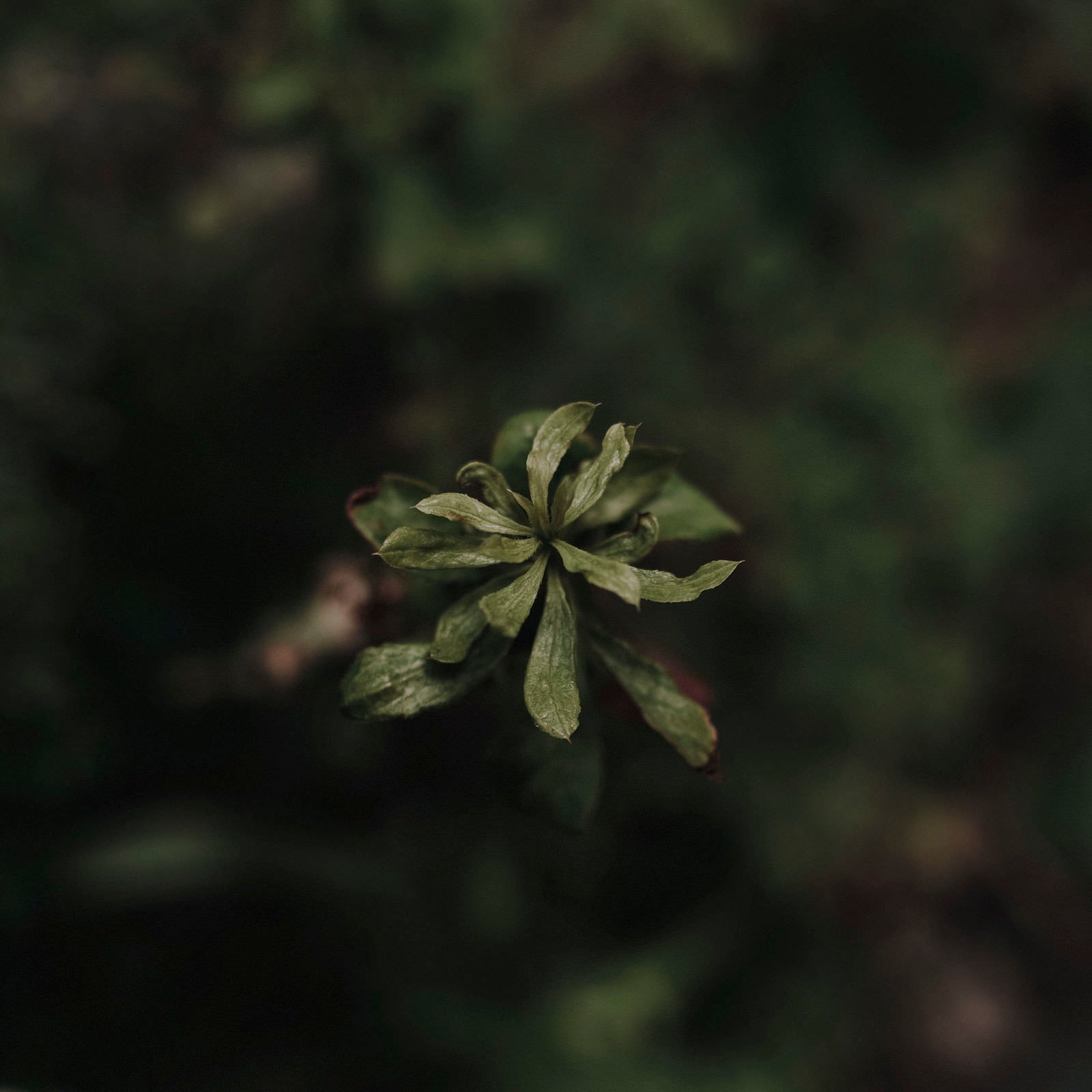 「鉄のようなかたい質感で描かれた草の葉」の写真