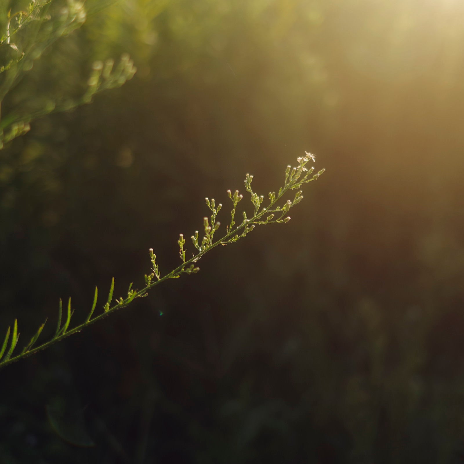 「陽光が差し込むほうへと手を伸ばす草木」の写真