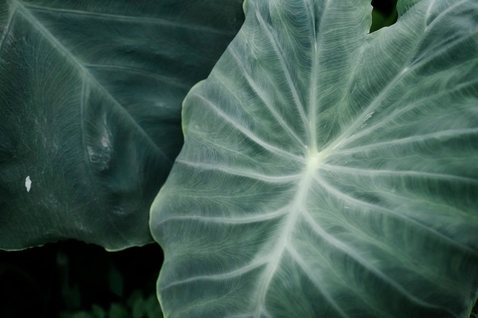 「葉脈が特徴的な里芋の葉」の写真