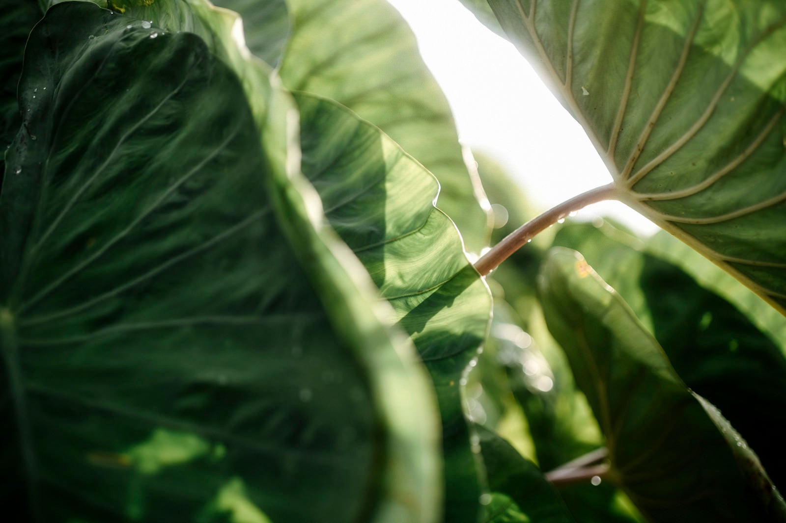 「ノスタルジックな雰囲気を誘う里芋の葉」の写真