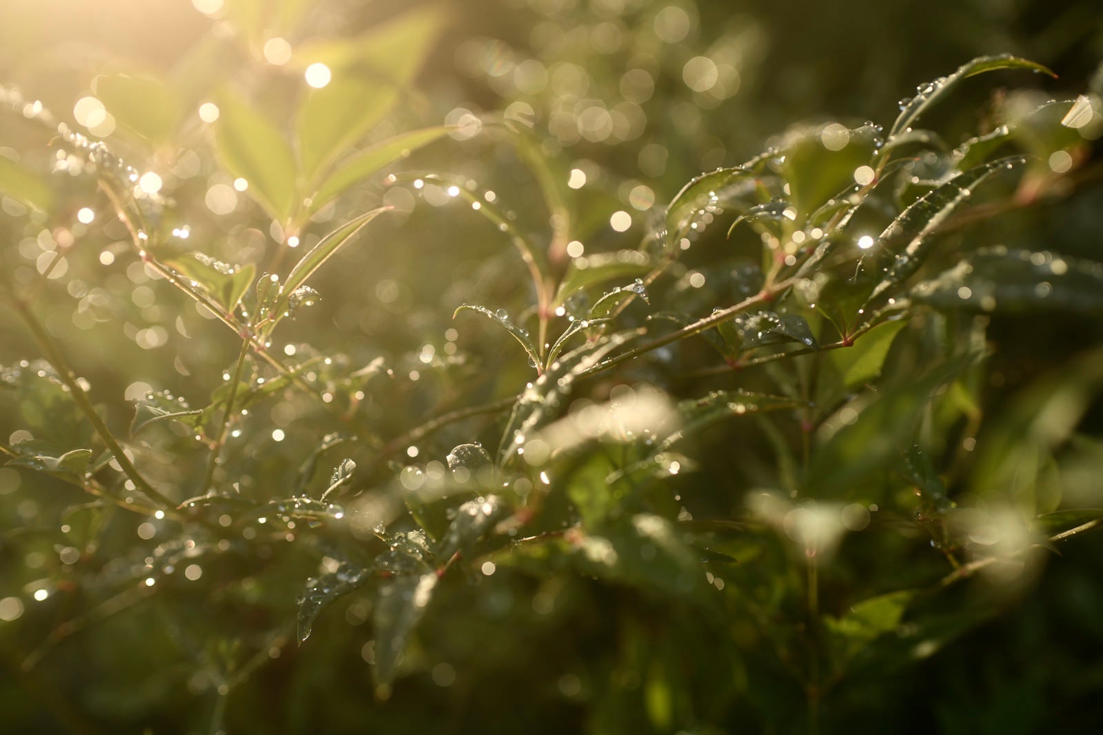 「優しい光と水滴を纏う植物」の写真