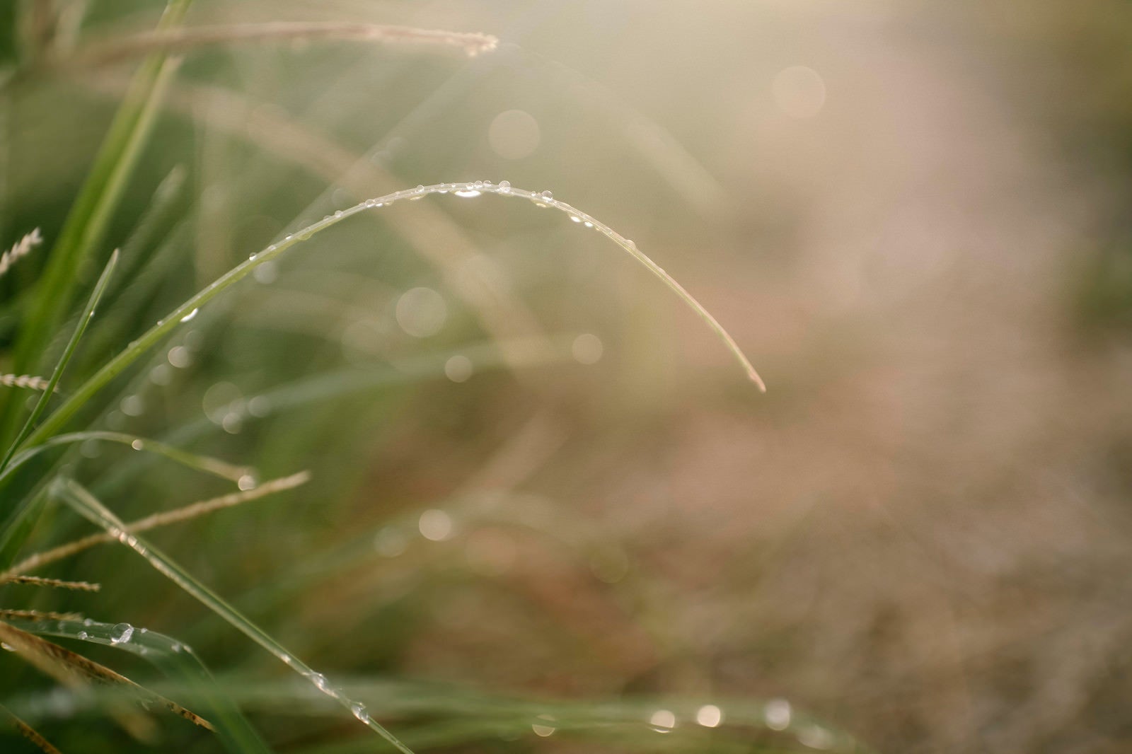 「優しくふんわりとした光としなやかな草を彩る水滴」の写真