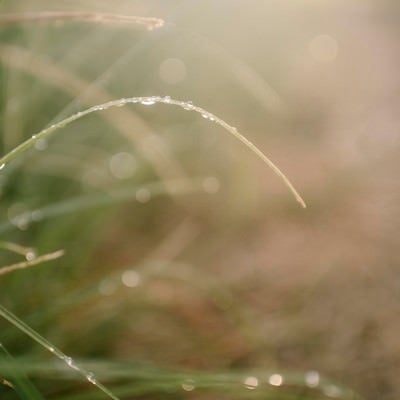 優しくふんわりとした光としなやかな草を彩る水滴の写真