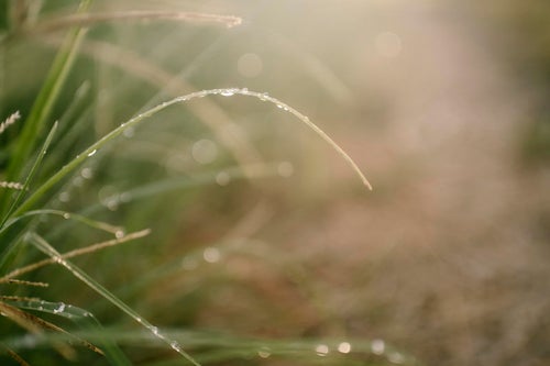 優しくふんわりとした光としなやかな草を彩る水滴の写真