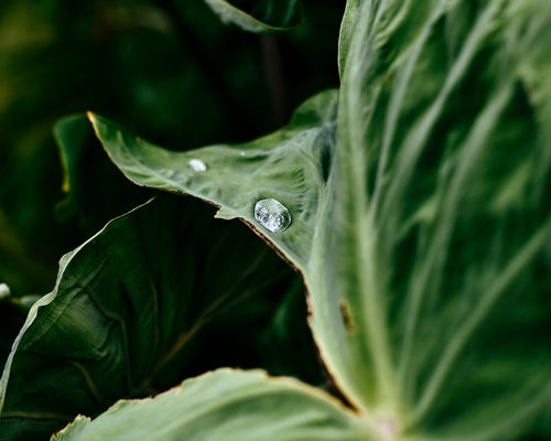 葉の上の水滴の写真