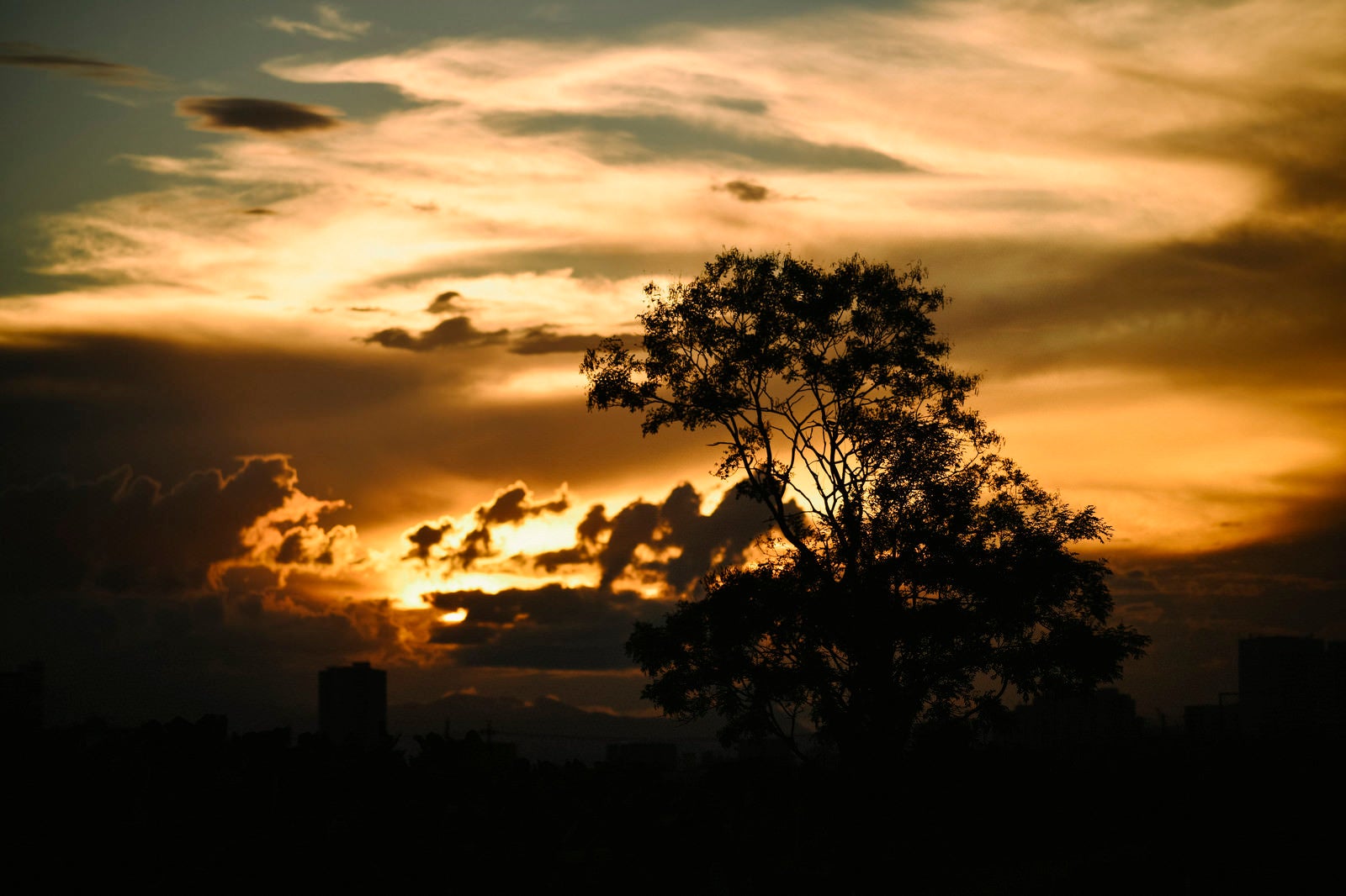 「子供時代の帰り際を思い出すような夕日と木のシルエット」の写真