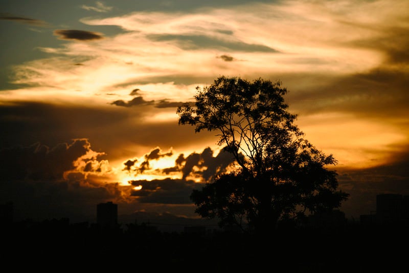 子供時代の帰り際を思い出すような夕日と木のシルエットの写真