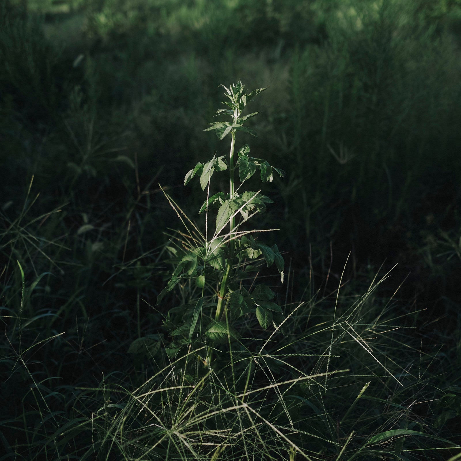 「影の中に浮かび上がる植物図鑑のような草」の写真