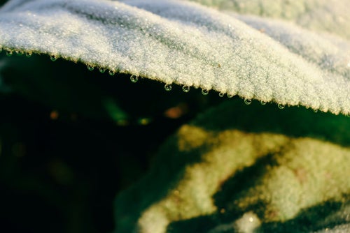 雪解けの葉と整列する水滴の写真