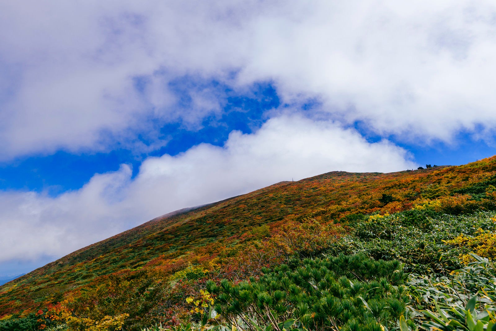 「斜面が錦に染まる紅葉が気持ちいい山の景色（栗駒山）」の写真