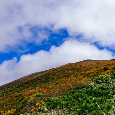 斜面が錦に染まる紅葉が気持ちいい山の景色（栗駒山）の写真