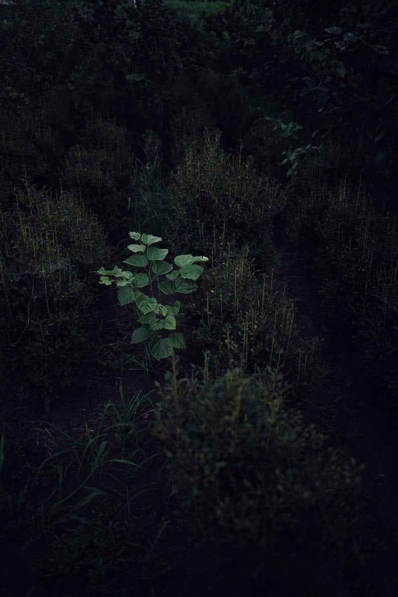 「暗い草木の中で一人だけ明るく輝く」の写真