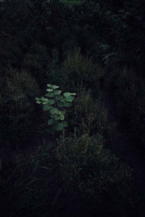暗い草木の中で一人だけ明るく輝くの写真