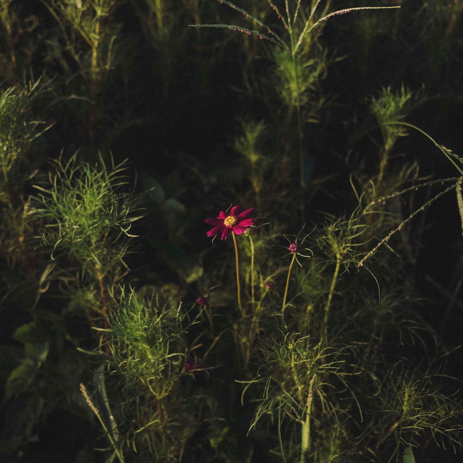 「暗がりに一輪だけ咲くコスモス」の写真