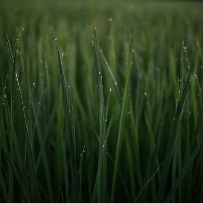 朝露を携えた不穏な雰囲気の草の写真