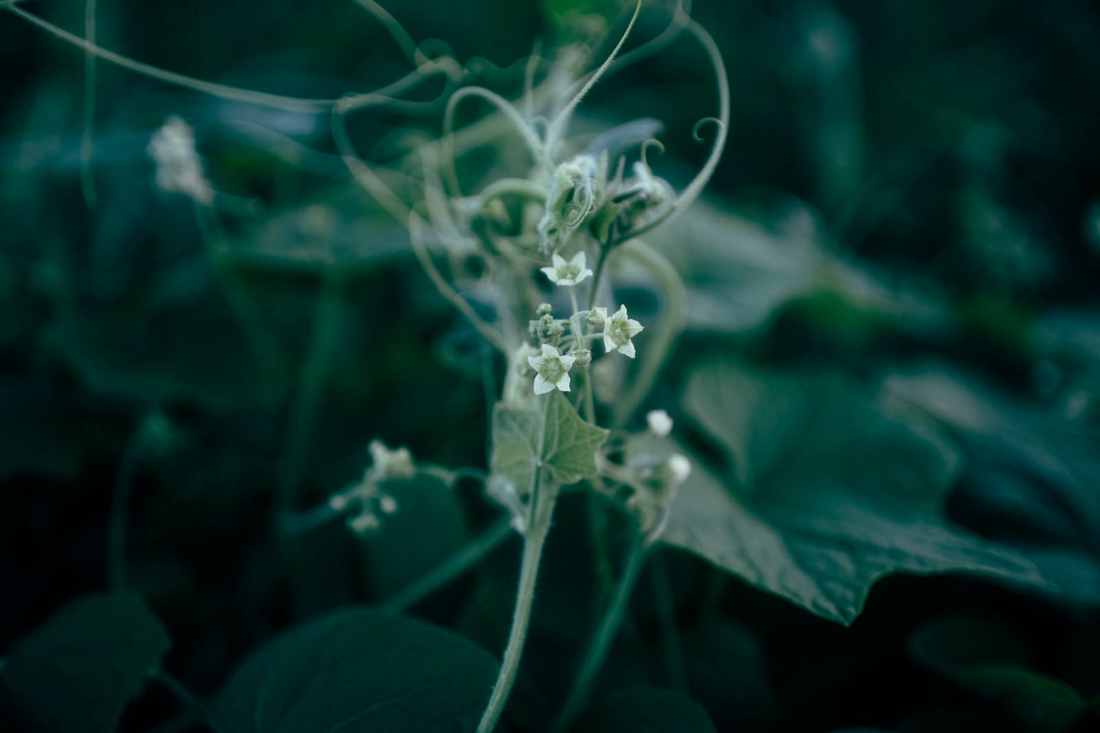 「蔦の花」の写真