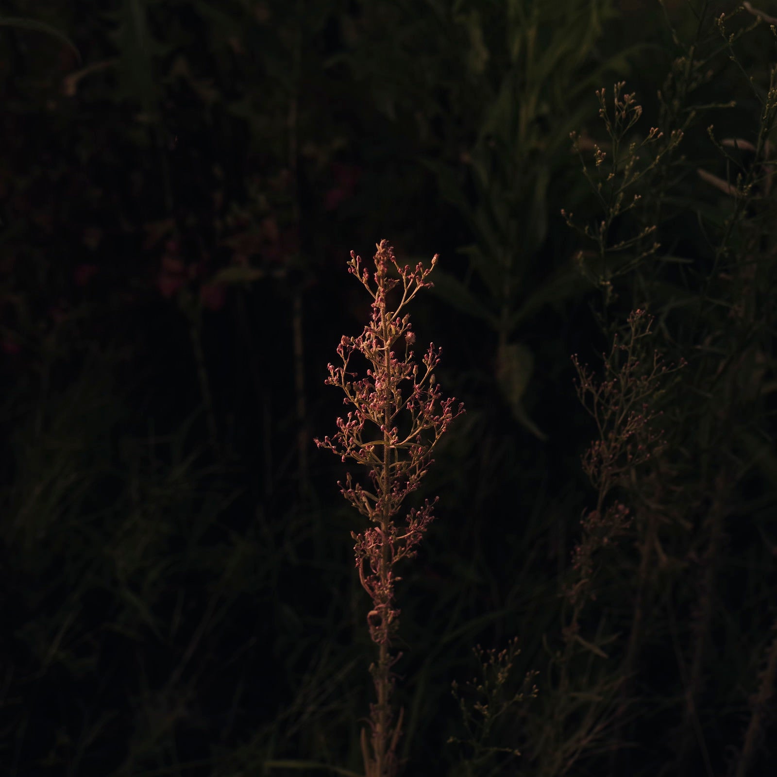 「植物図鑑のように写る枯れ草」の写真