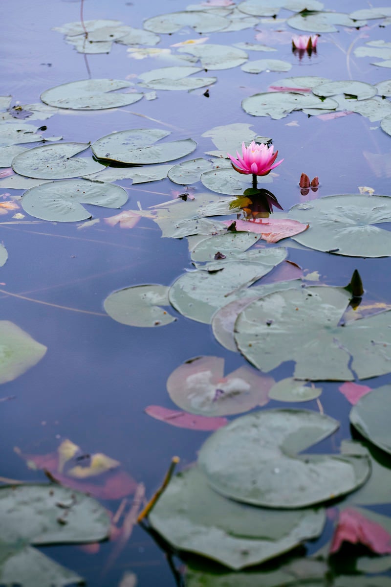 「湖面でかわいらしいピンクの花を咲かす蓮」の写真