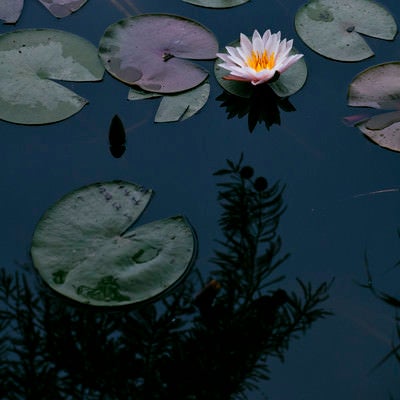 湖面に浮かぶ小さな蓮の花の写真