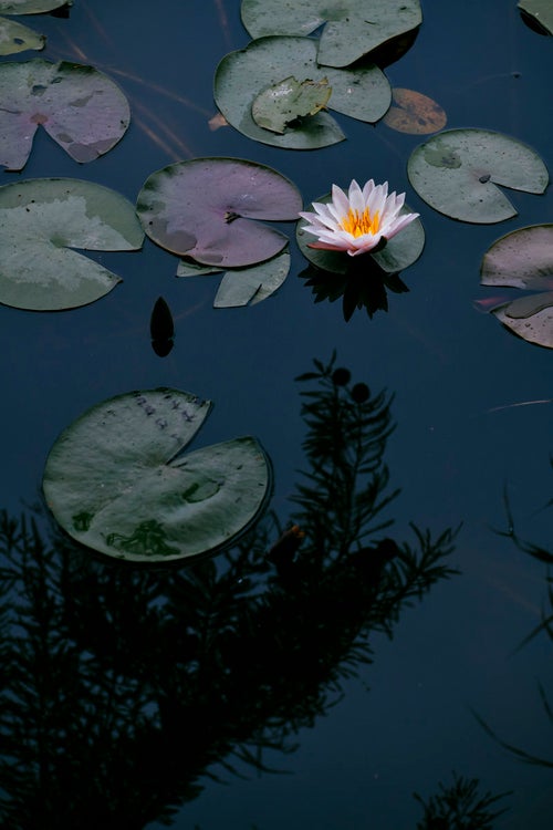 湖面に浮かぶ小さな蓮の花の写真