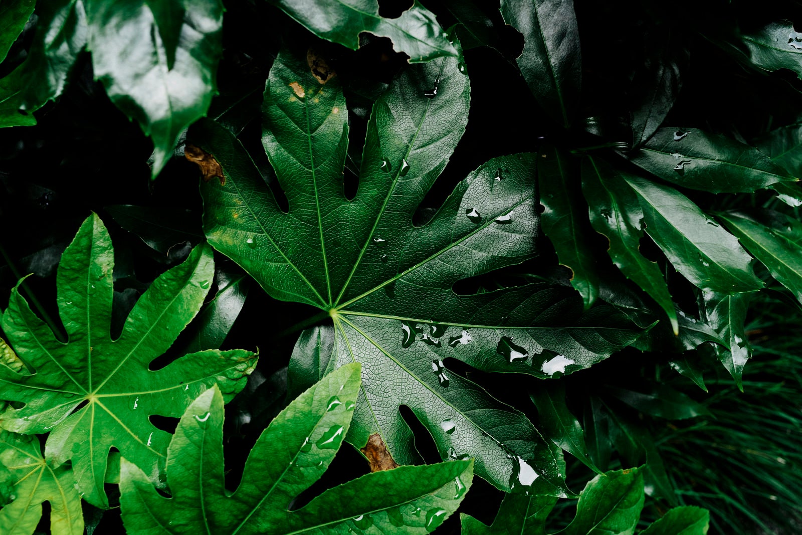 「硬質な質感を持つ木の葉」の写真