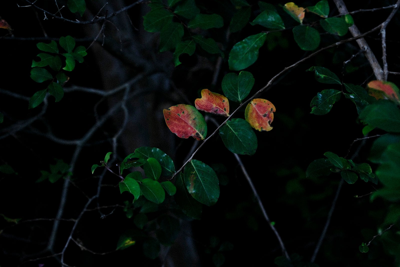 「紅葉してゆく葉」の写真