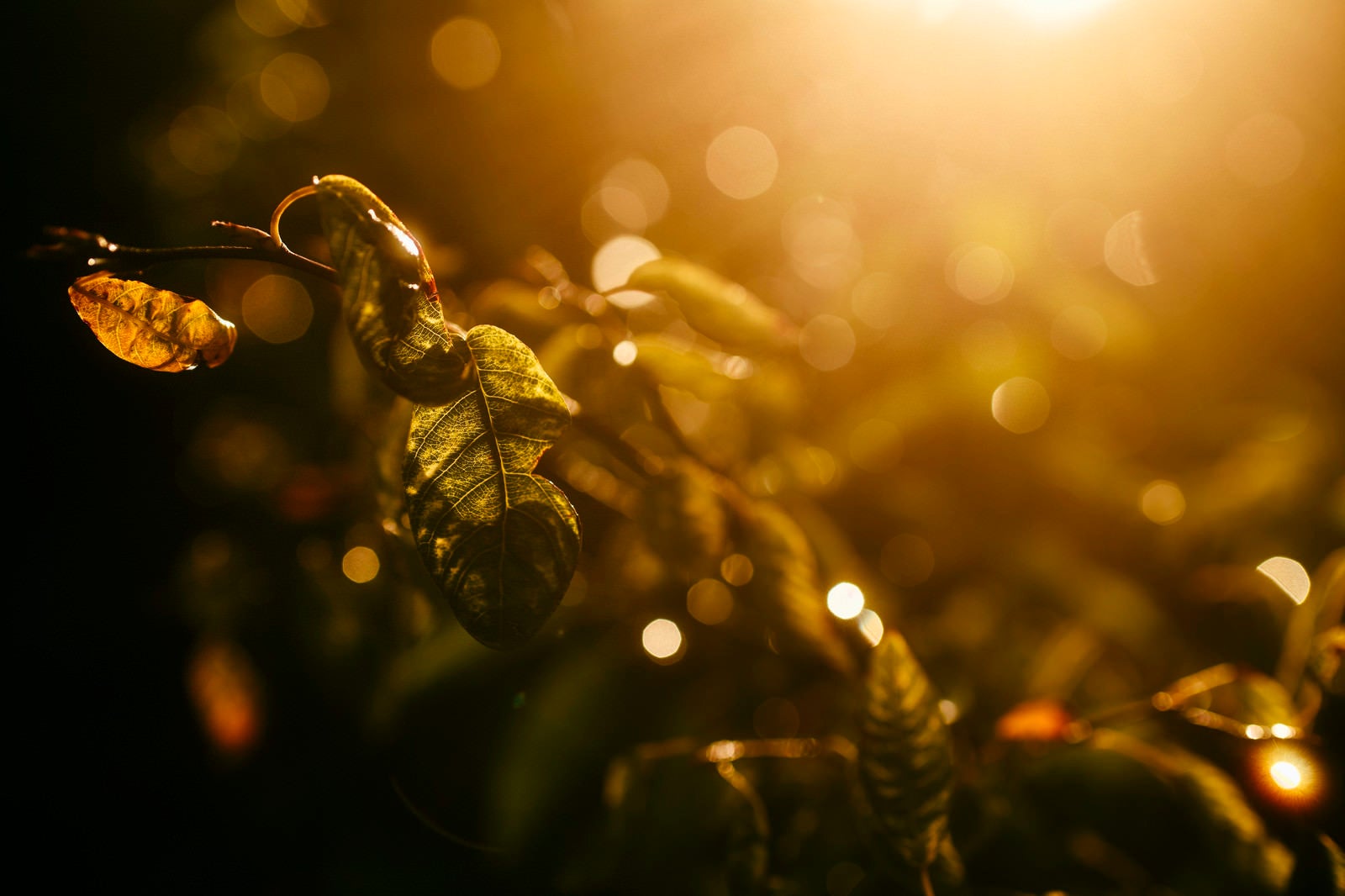 「夕焼けに輝く枯葉」の写真
