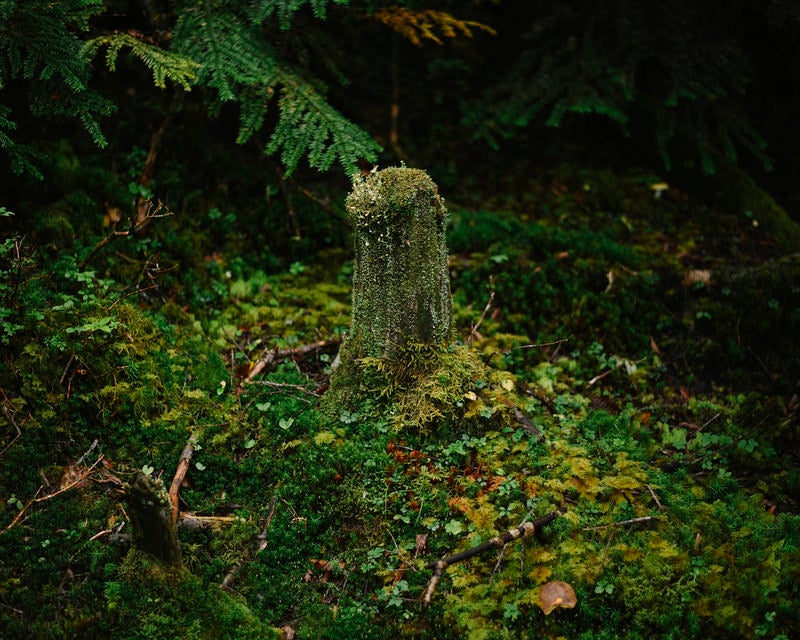 美しい苔庭の石灯籠と一輪の落ちた椿（京都 祇王寺）の無料の