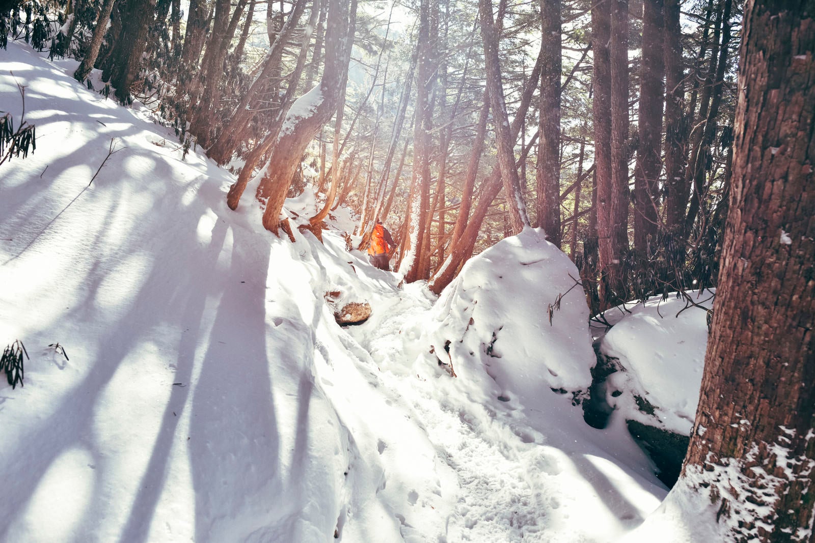 「冬の樹林帯に差し込む光（金峰山）」の写真