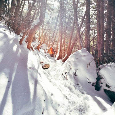 冬の樹林帯に差し込む光（金峰山）の写真