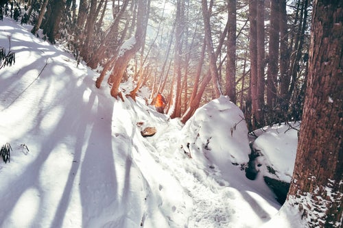 冬の樹林帯に差し込む光（金峰山）の写真