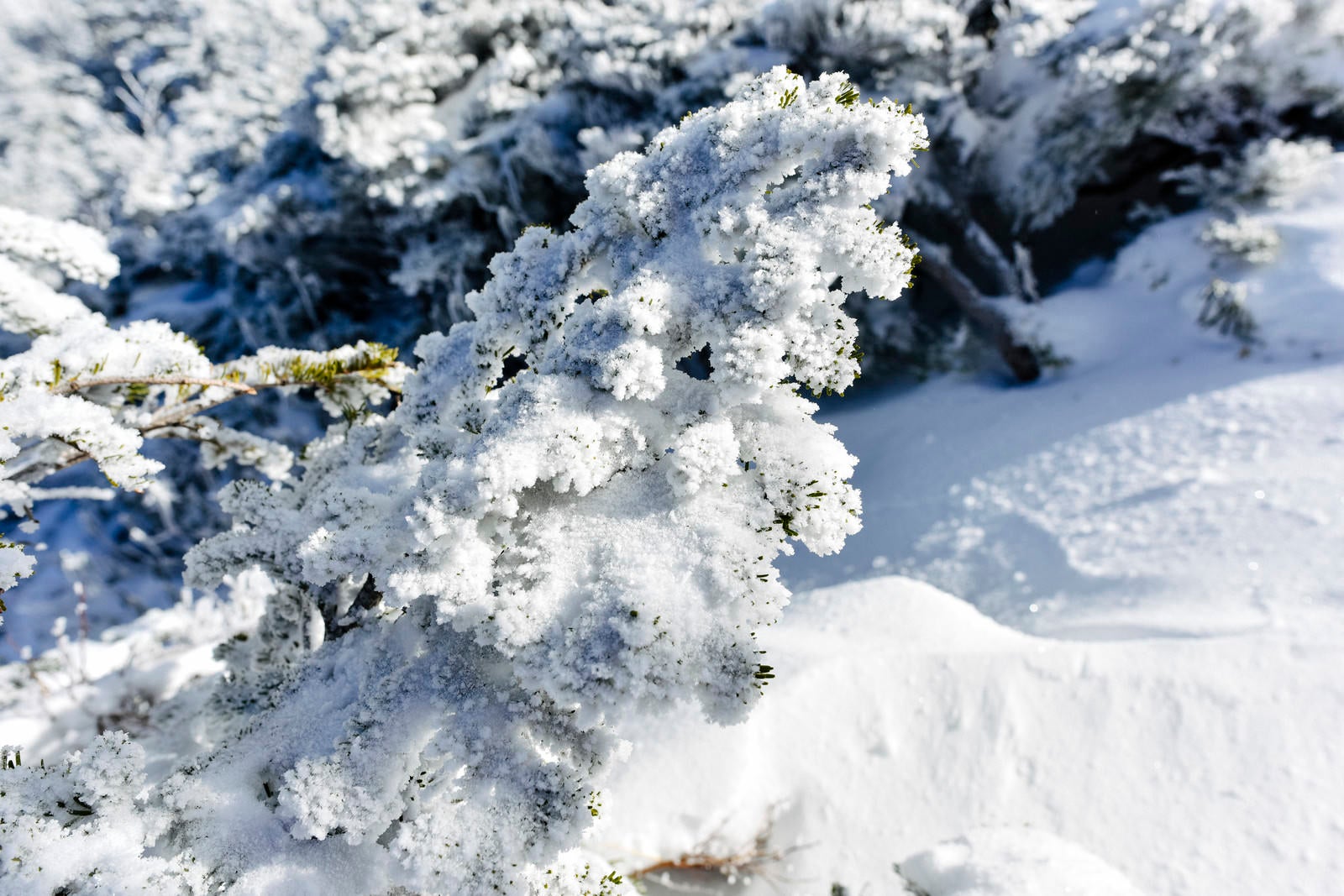 「凍る金峰山のハイマツ」の写真