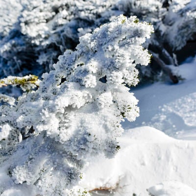 凍る金峰山のハイマツの写真