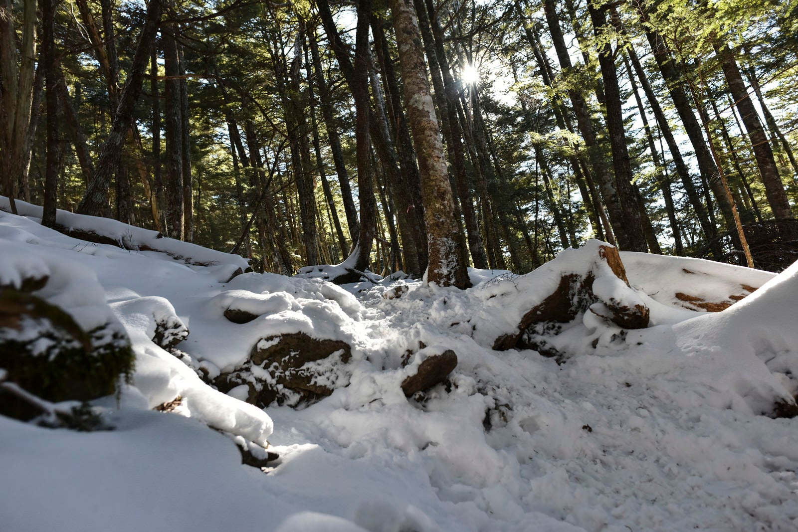 「雪が積もる奥秩父の樹林（金峰山）」の写真