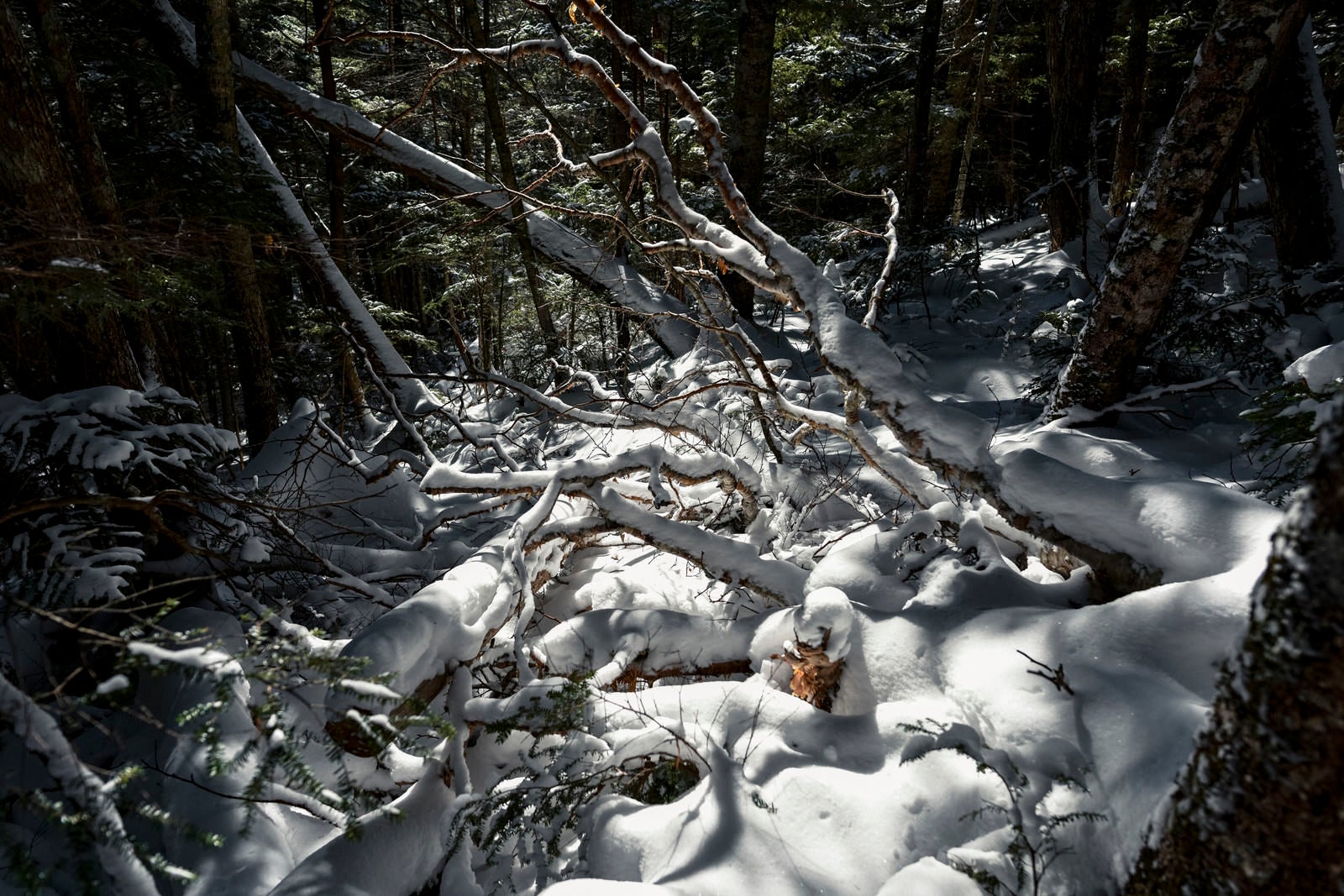 「雪に埋もれてゆく奥秩父の樹林（金峰山）」の写真