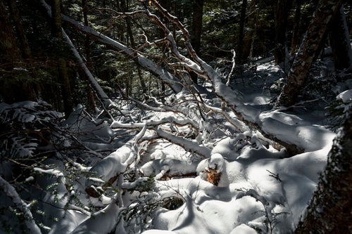 雪に埋もれてゆく奥秩父の樹林（金峰山）の写真