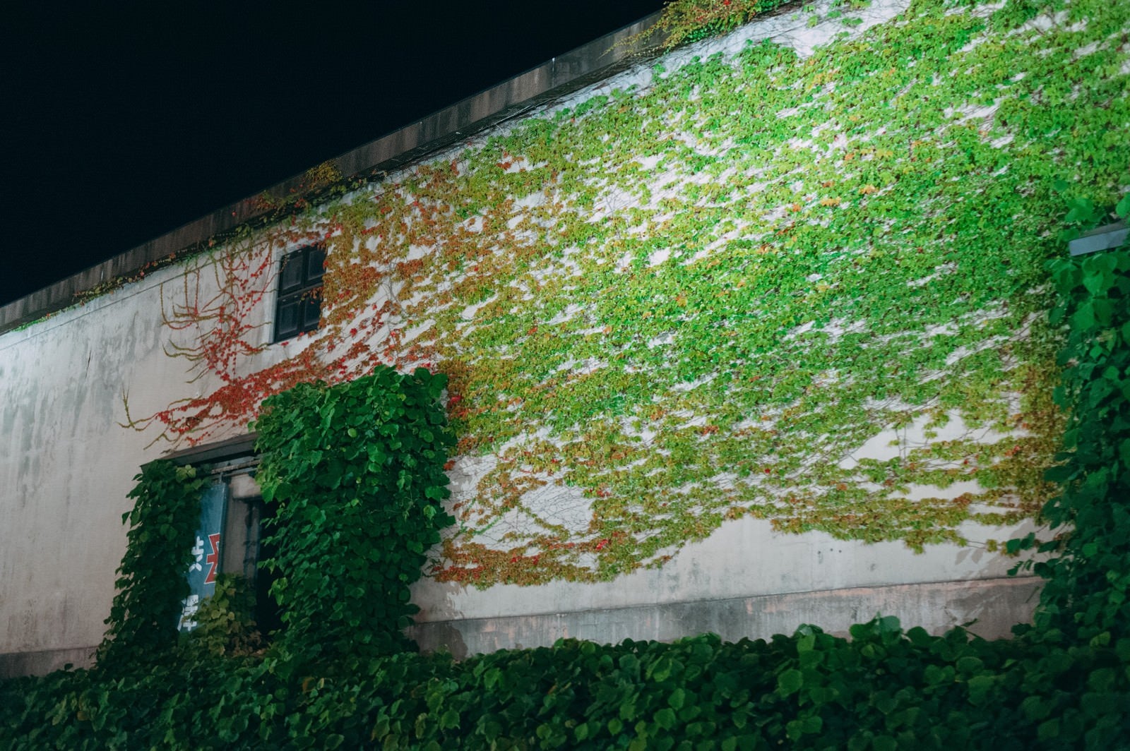 「蔦がからまる壁（北海道小樽市）」の写真