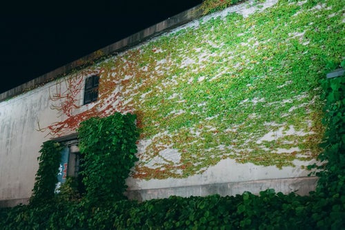 蔦がからまる壁（北海道小樽市）の写真