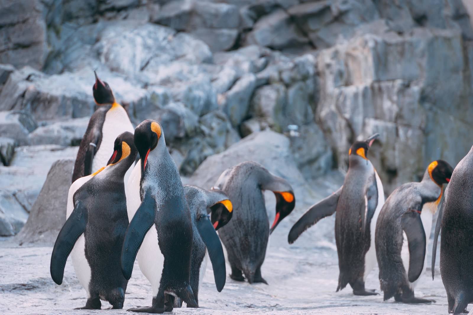 「ペンギンの群れ」の写真