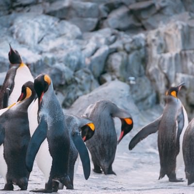 ペンギンの群れの写真