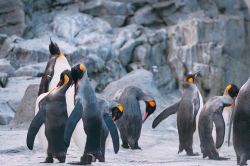 ペンギンの群れの写真