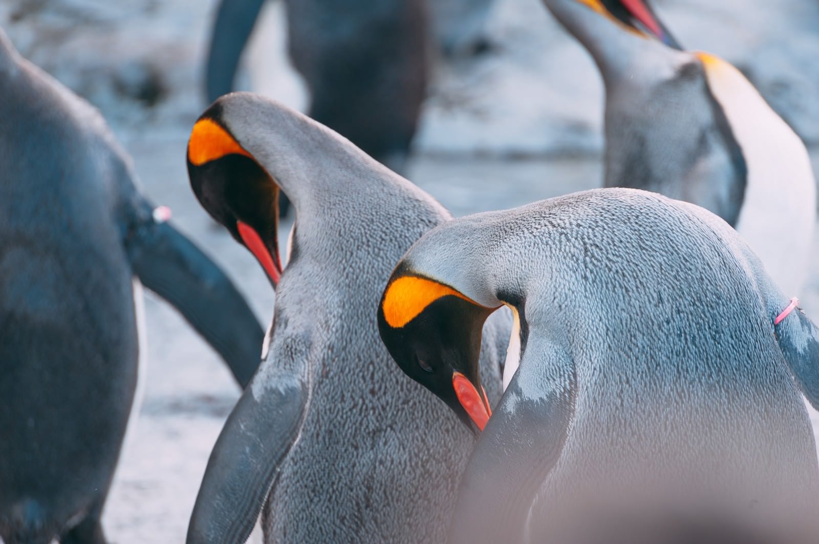 「首を曲げて毛づくろいするペンギン」の写真