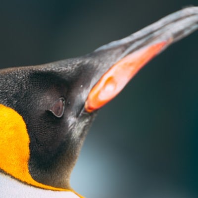 ペンギンの嘴の写真