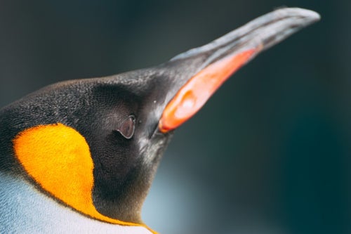 ペンギンの嘴の写真