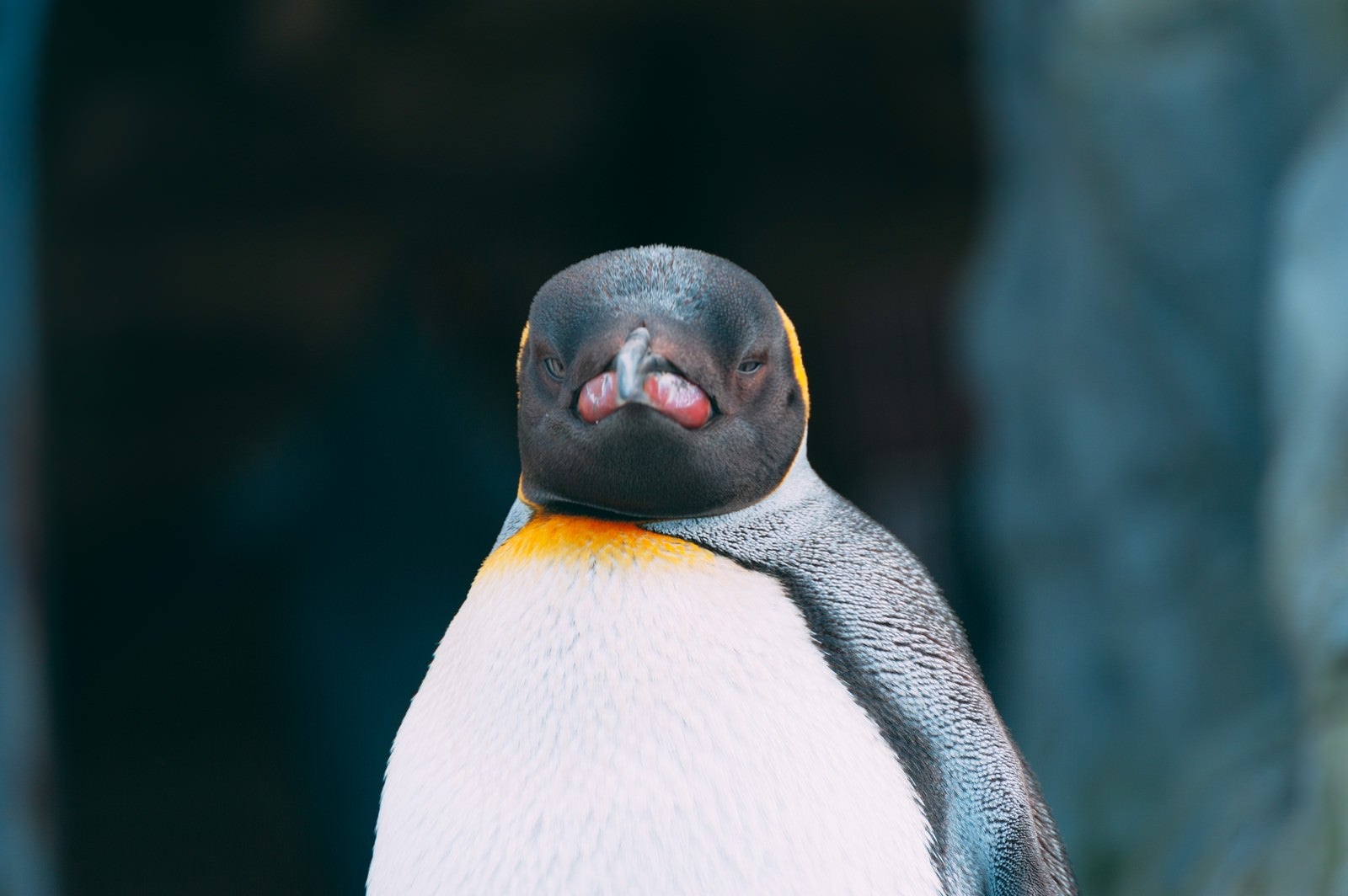 「正対するペンギン」の写真